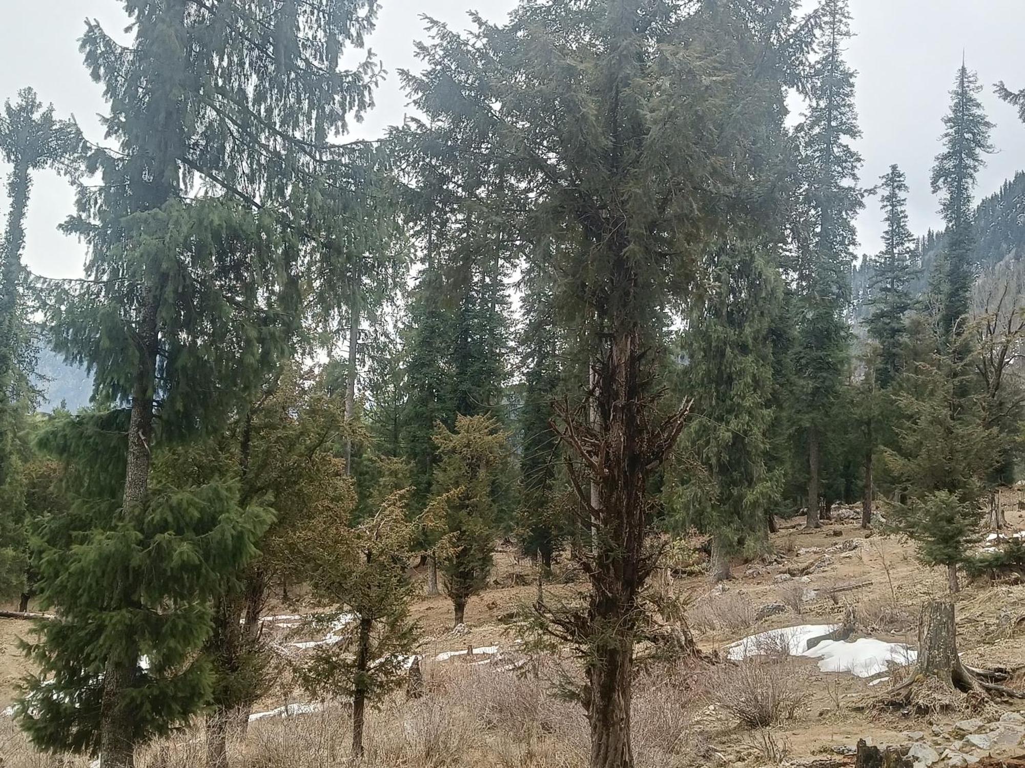 Trimounts-A Boutique Hotel & Wellnes Center In Tirthan Valley Banjār Kültér fotó